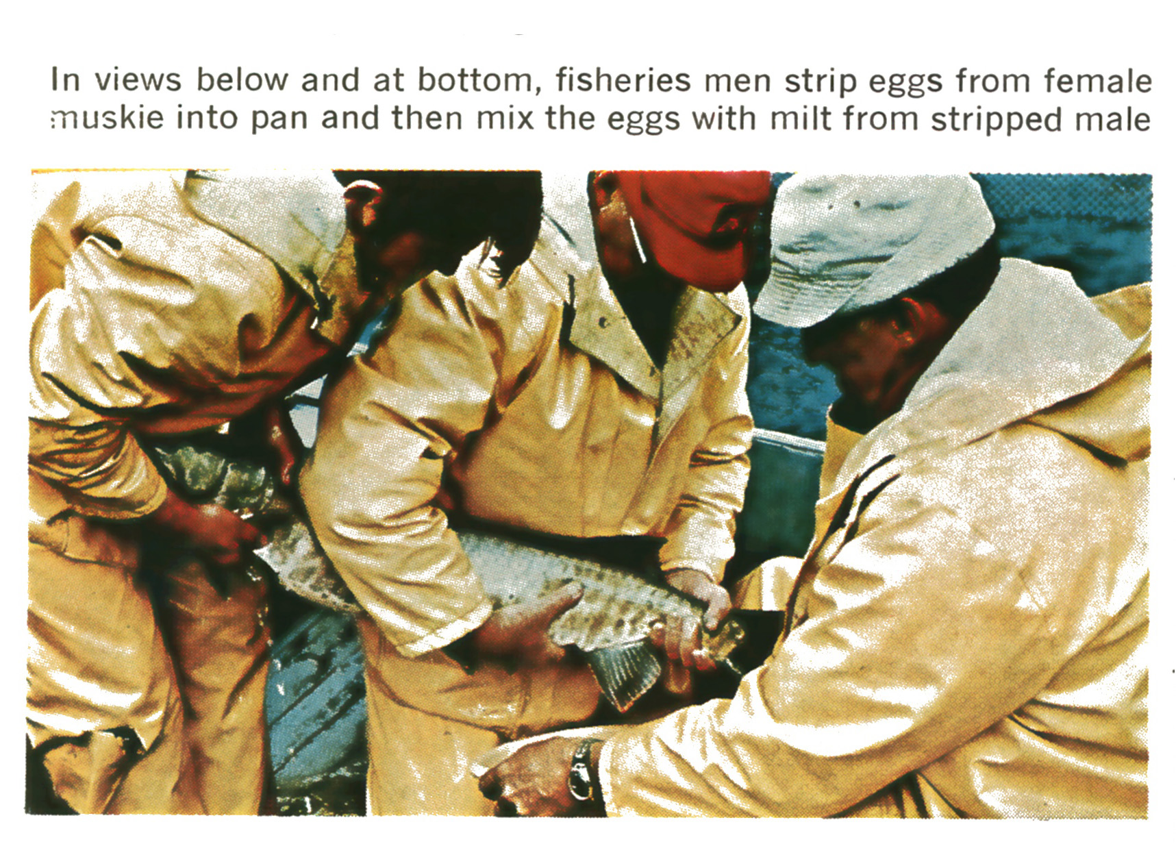 Fisheries workers in yellow rain gear crowd together holding a muskie while stripping its eggs during a spawning survey.
