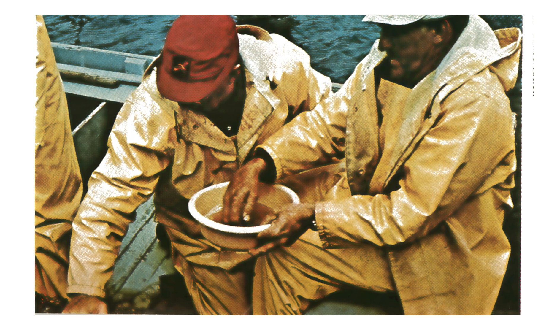 A worker in a red cap dips his hand into a white pan to mix muskie eggs and milt aboard a boat.