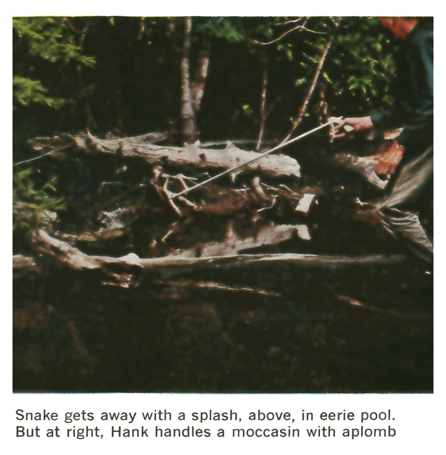 A dark, tangled logjam in an eerie swamp pool, with a snake hook probing the submerged brush.