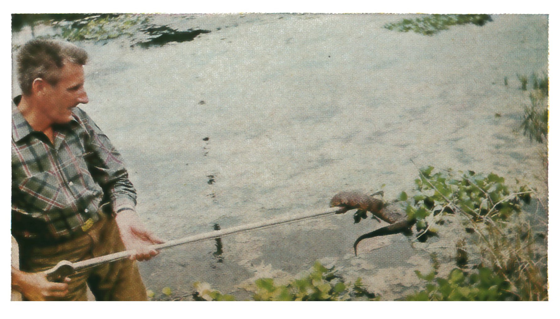 Hank Hall, in a plaid shirt and waders, lifts a moccasin on a long pole over the shallow water of a sunlit pool.