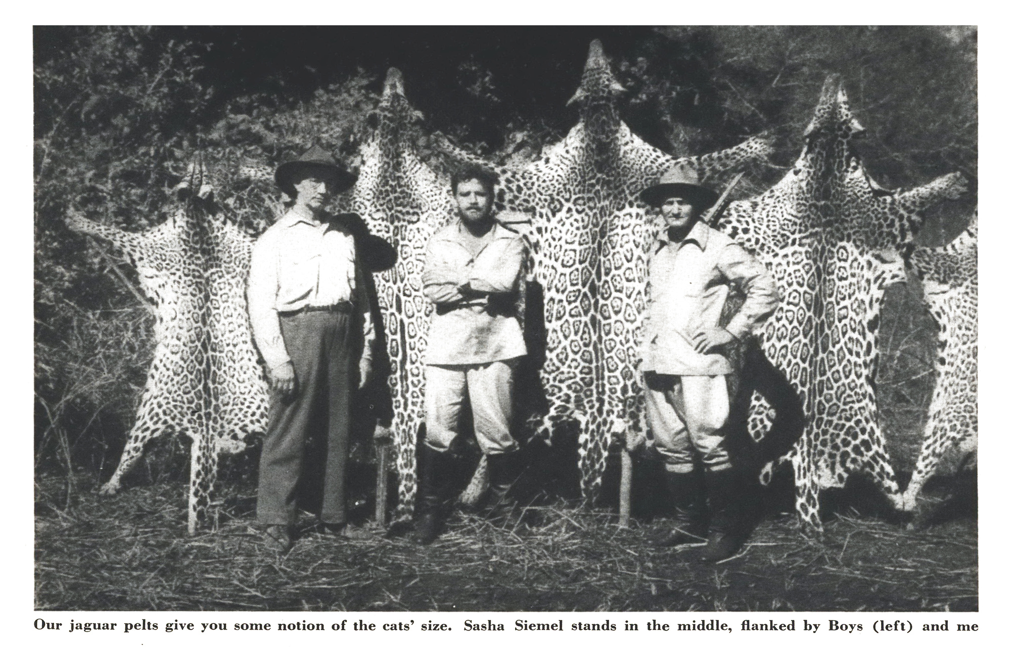 Black-and-white photo of three hunters standing in front of five large jaguar pelts stretched and hung to dry; Siemel is in the center.