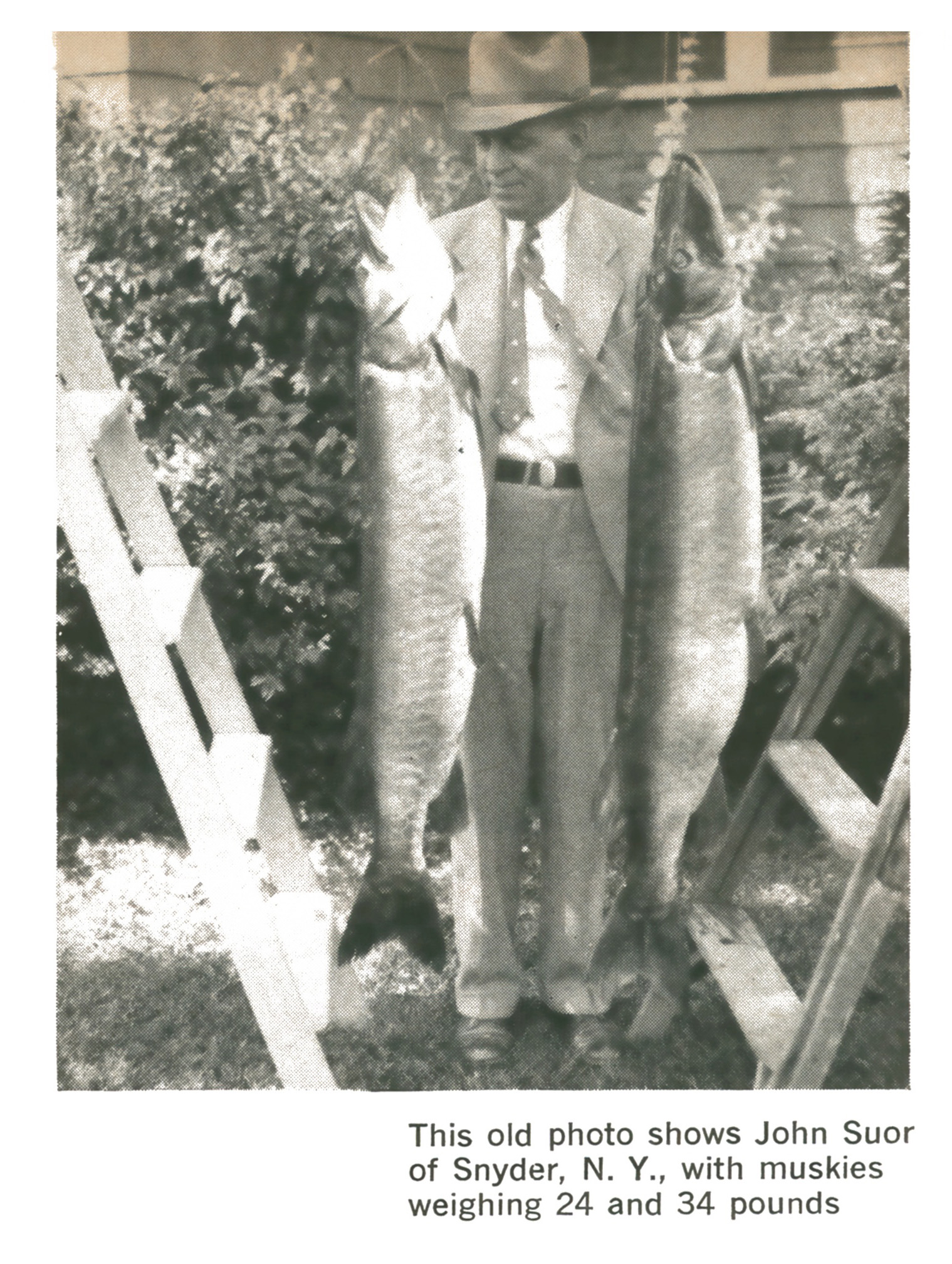 Vintage black-and-white photo of John Suor of Snyder, New York, standing between two hanging muskies weighing 24 and 34 pounds.