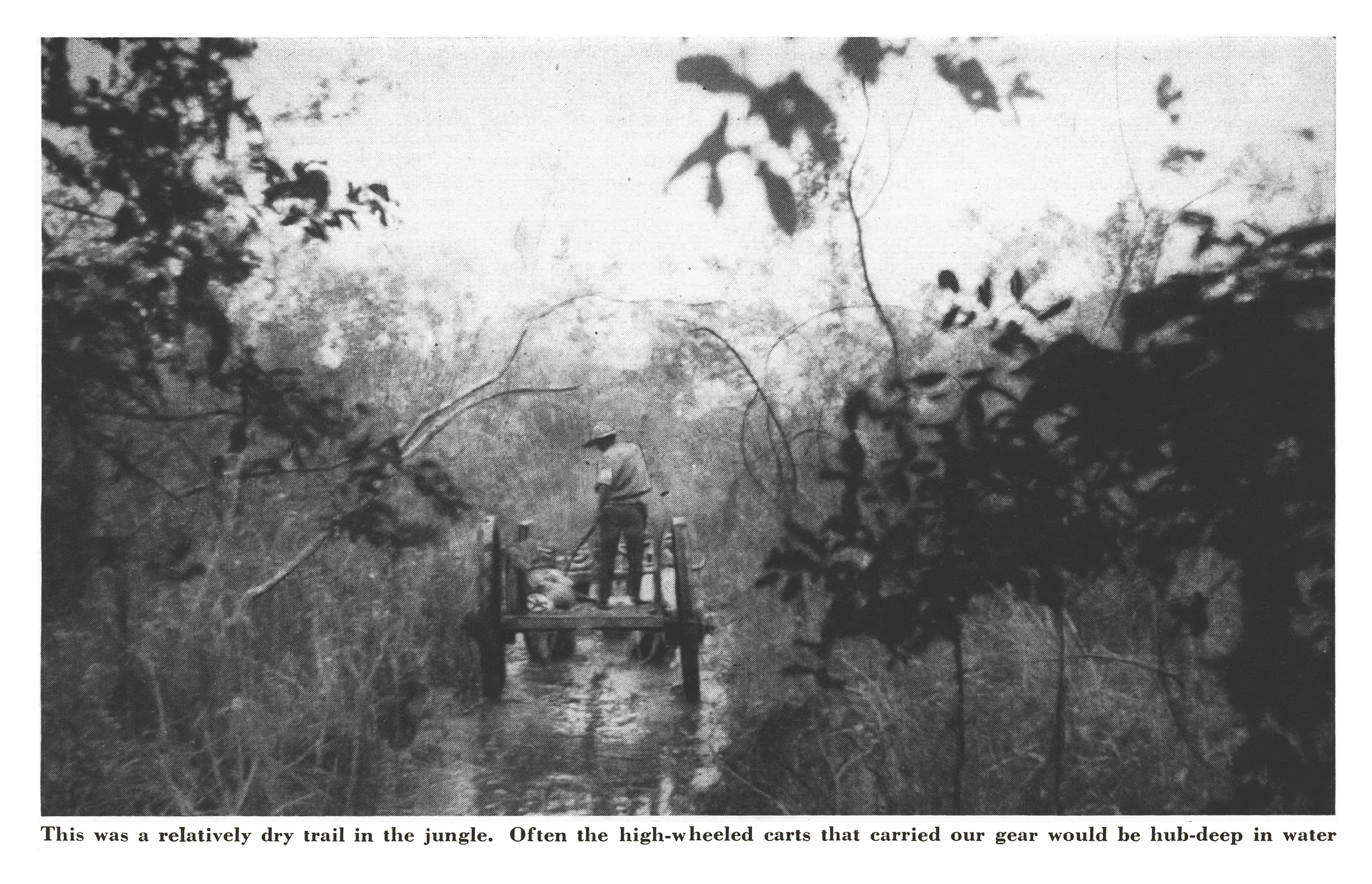 Black-and-white photo of a man riding a tall, high-wheeled oxcart along a narrow, water-covered jungle trail.