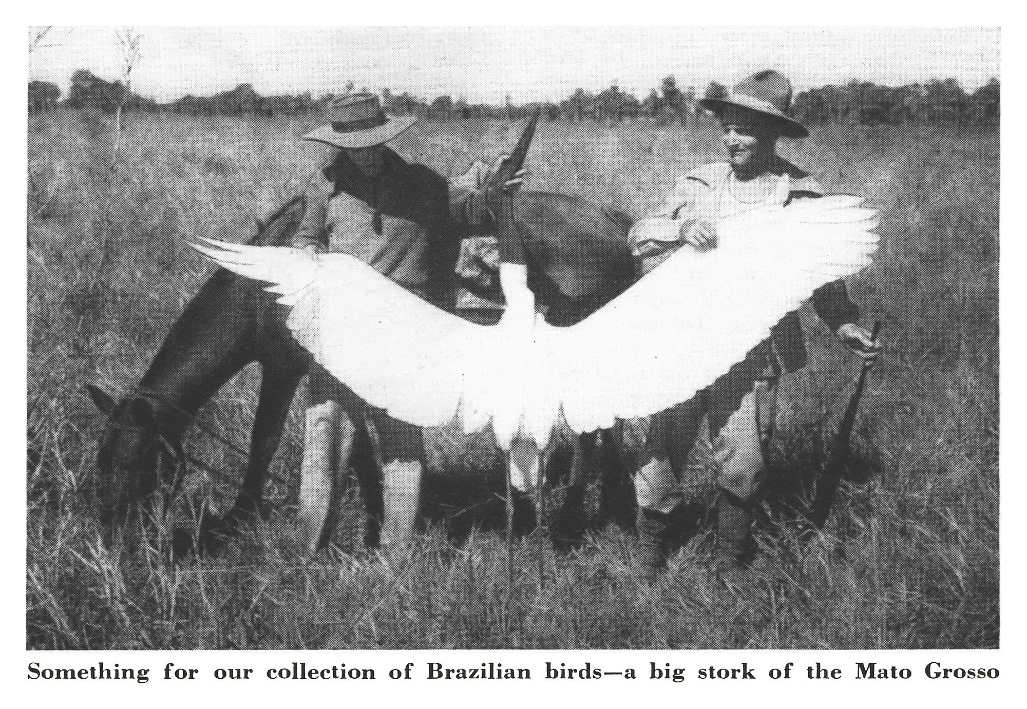 Black-and-white photo of two mounted hunters holding up a large white stork with its wings fully outstretched.