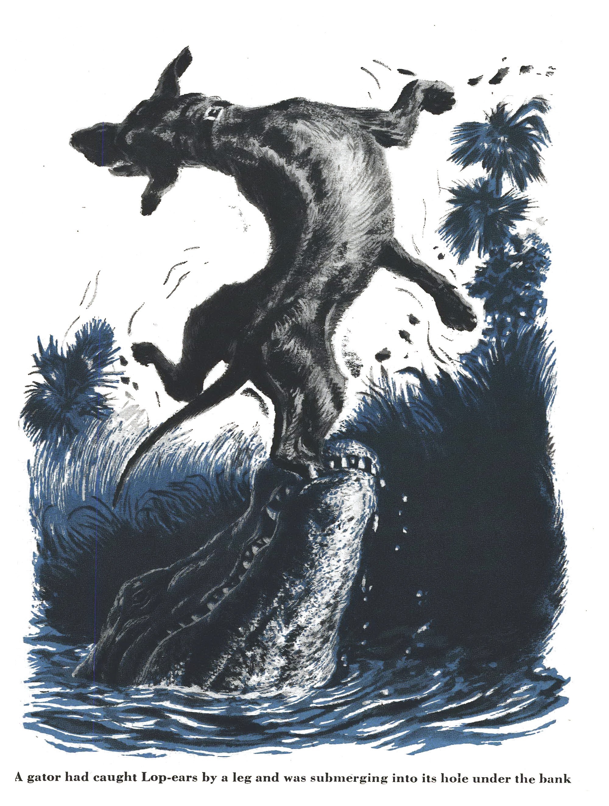 Illustration of an alligator gripping a hound dog by the leg and dragging it toward the water.