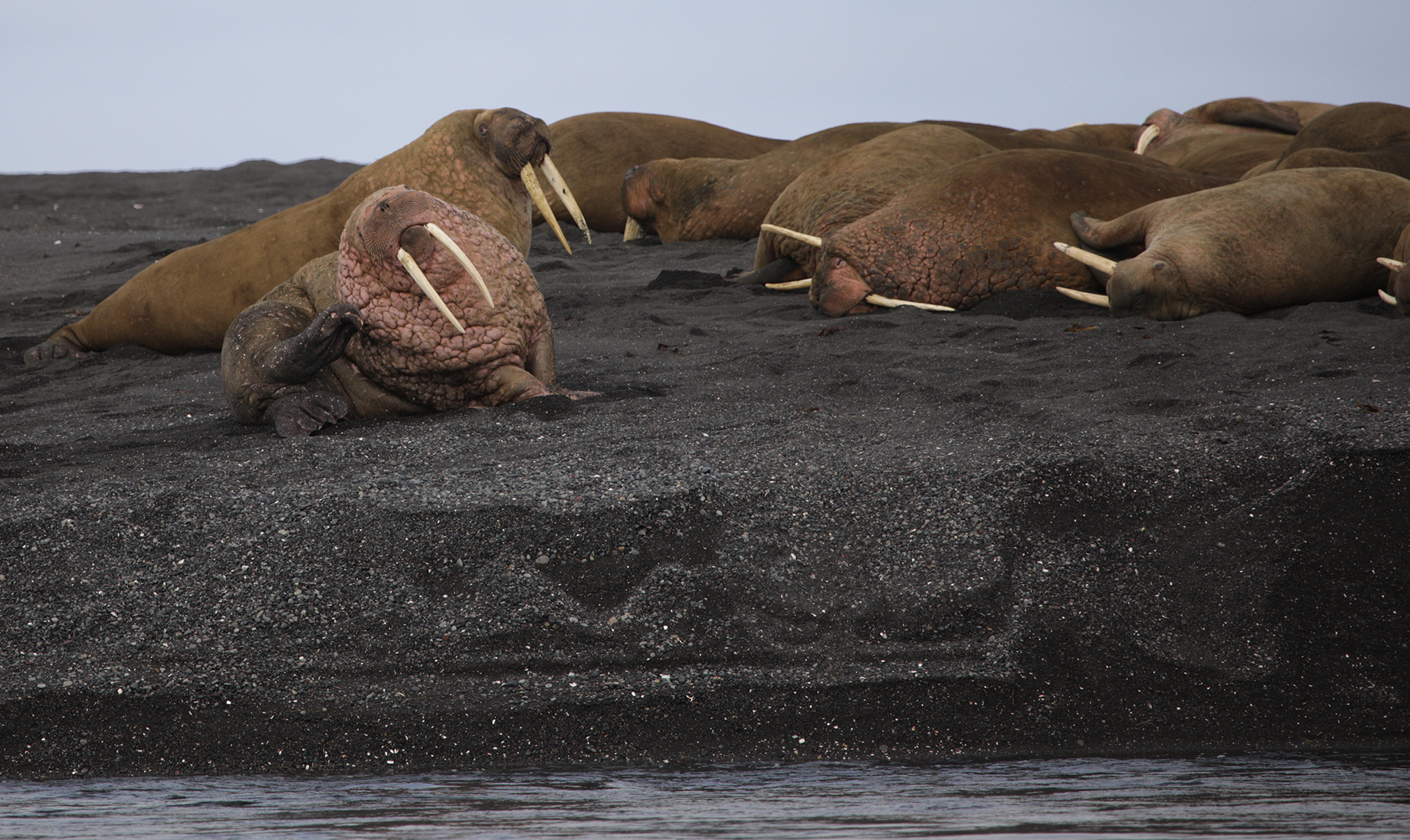 walrus