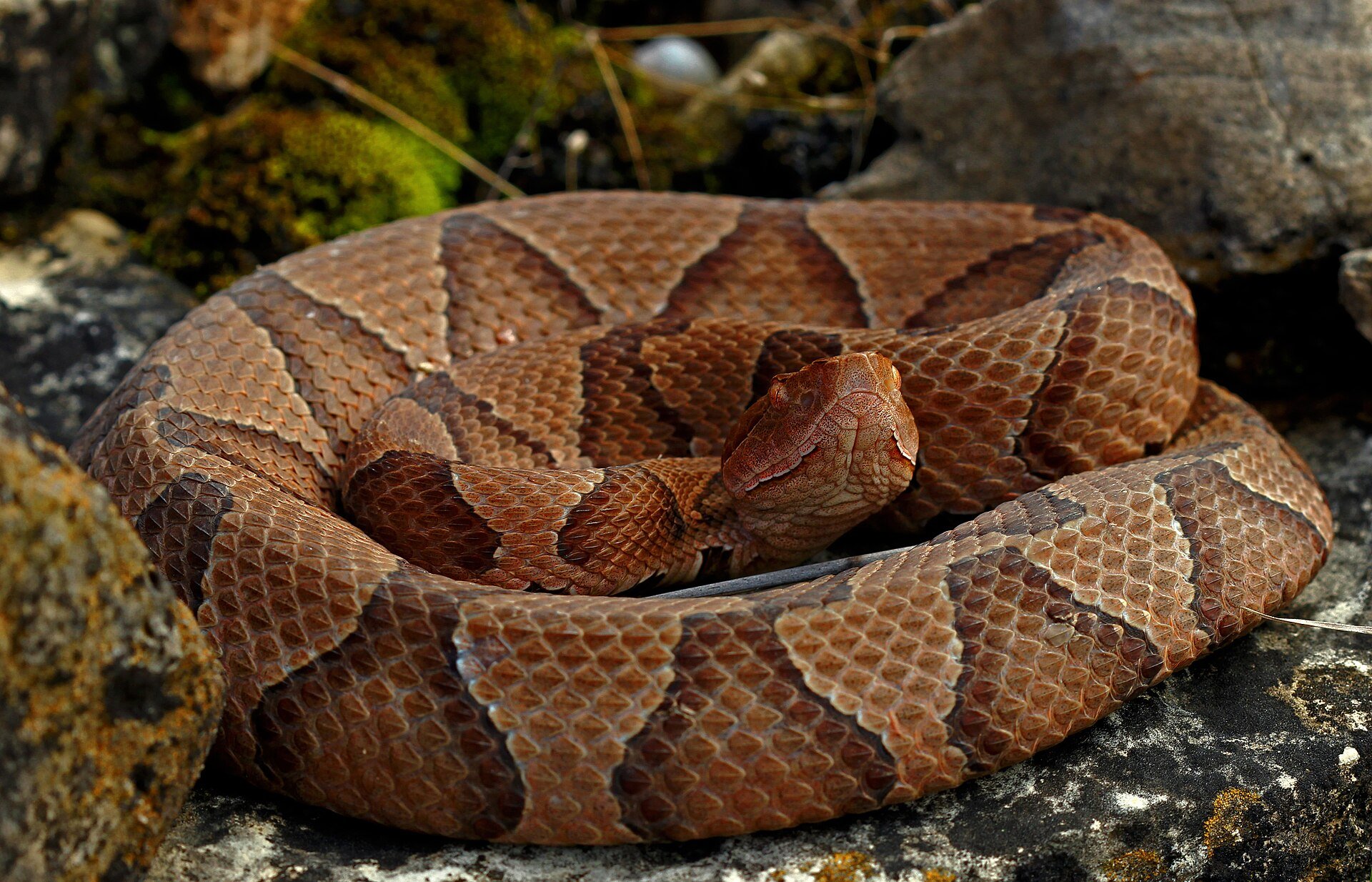 eastern copperhead