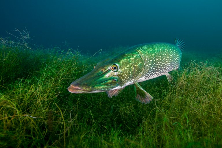 northern pike under water