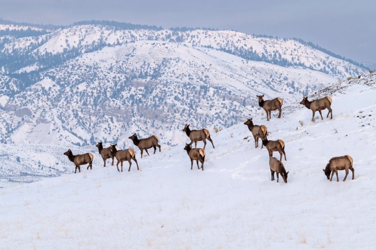 montana elk