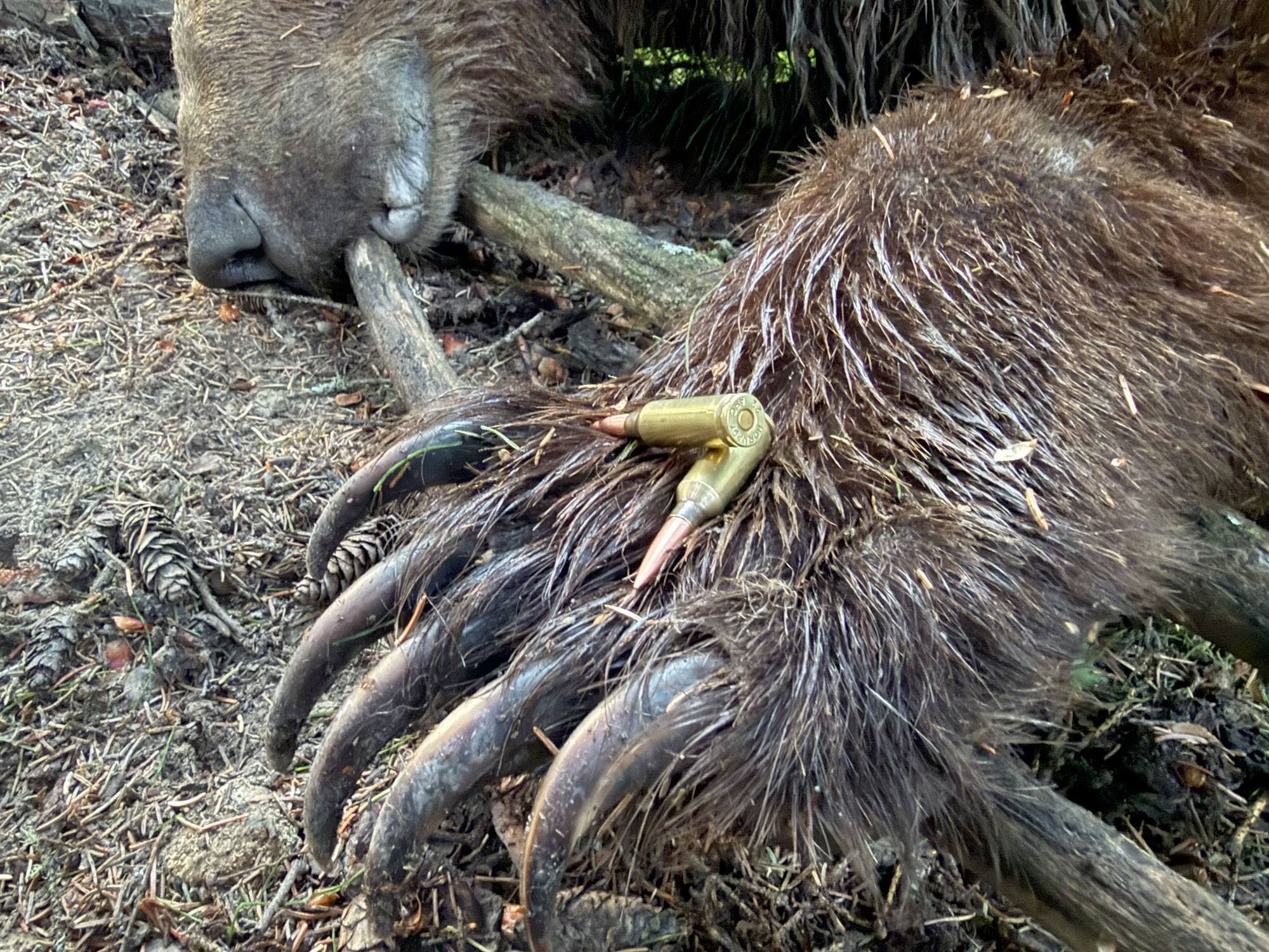 I Shot a Grizzly with a 22 ARC — and the