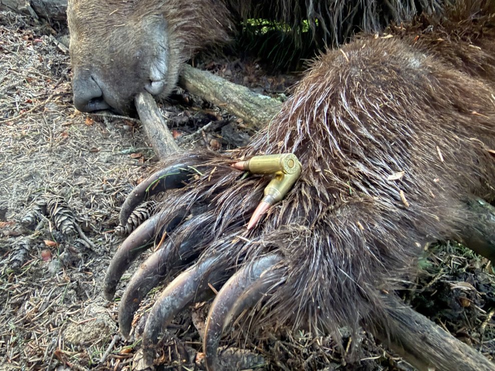I Shot a Grizzly with a 22 ARC — and the Results Were Not Surprising
