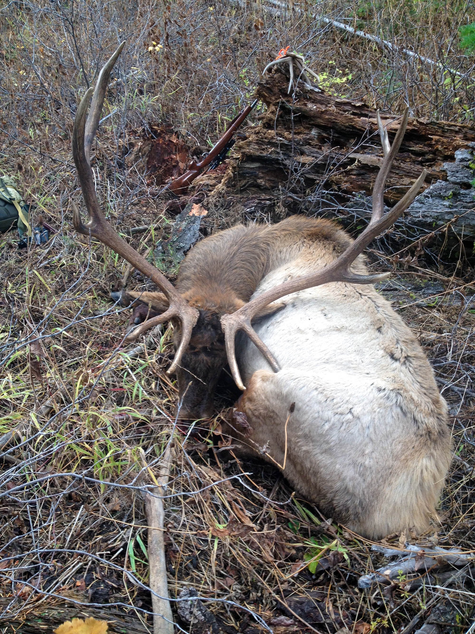 A blue mountain bull.