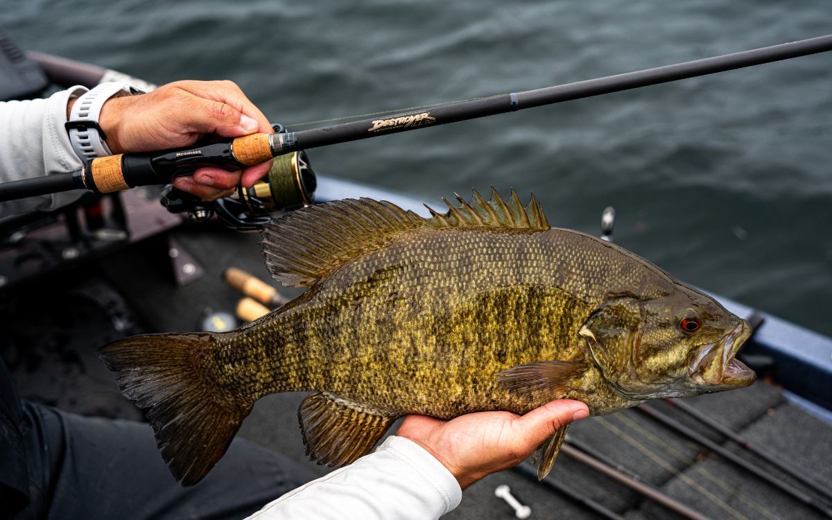 best bass fishing rod and reel 2014 Predator Custom & Walleye Rods St Croix Rod and Reel