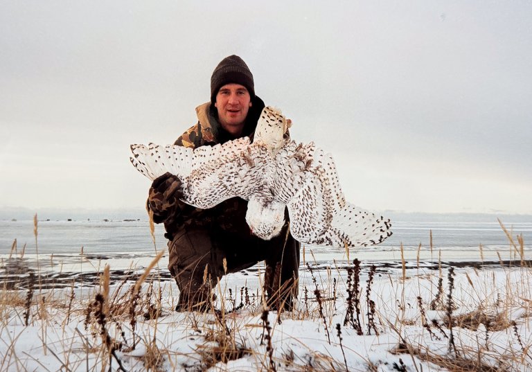 snowy owl