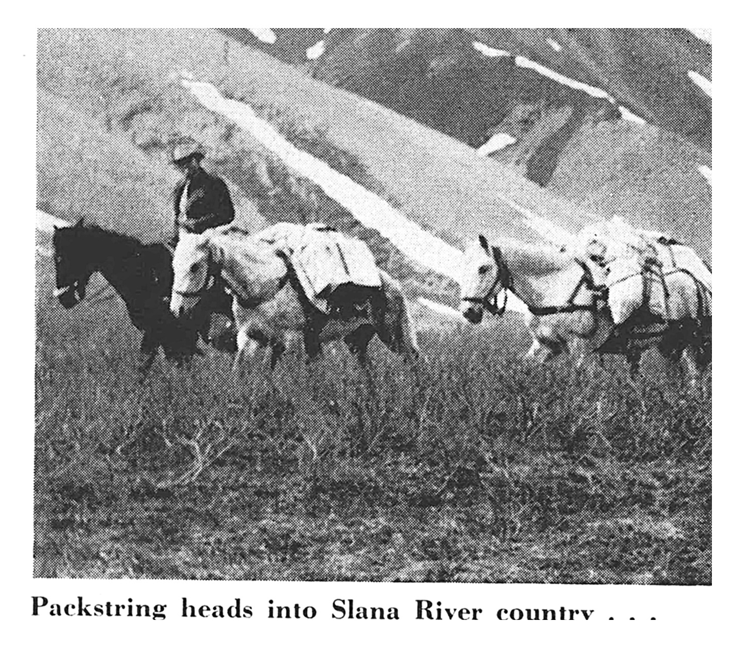 A black and white vintage photo of a packtrain.