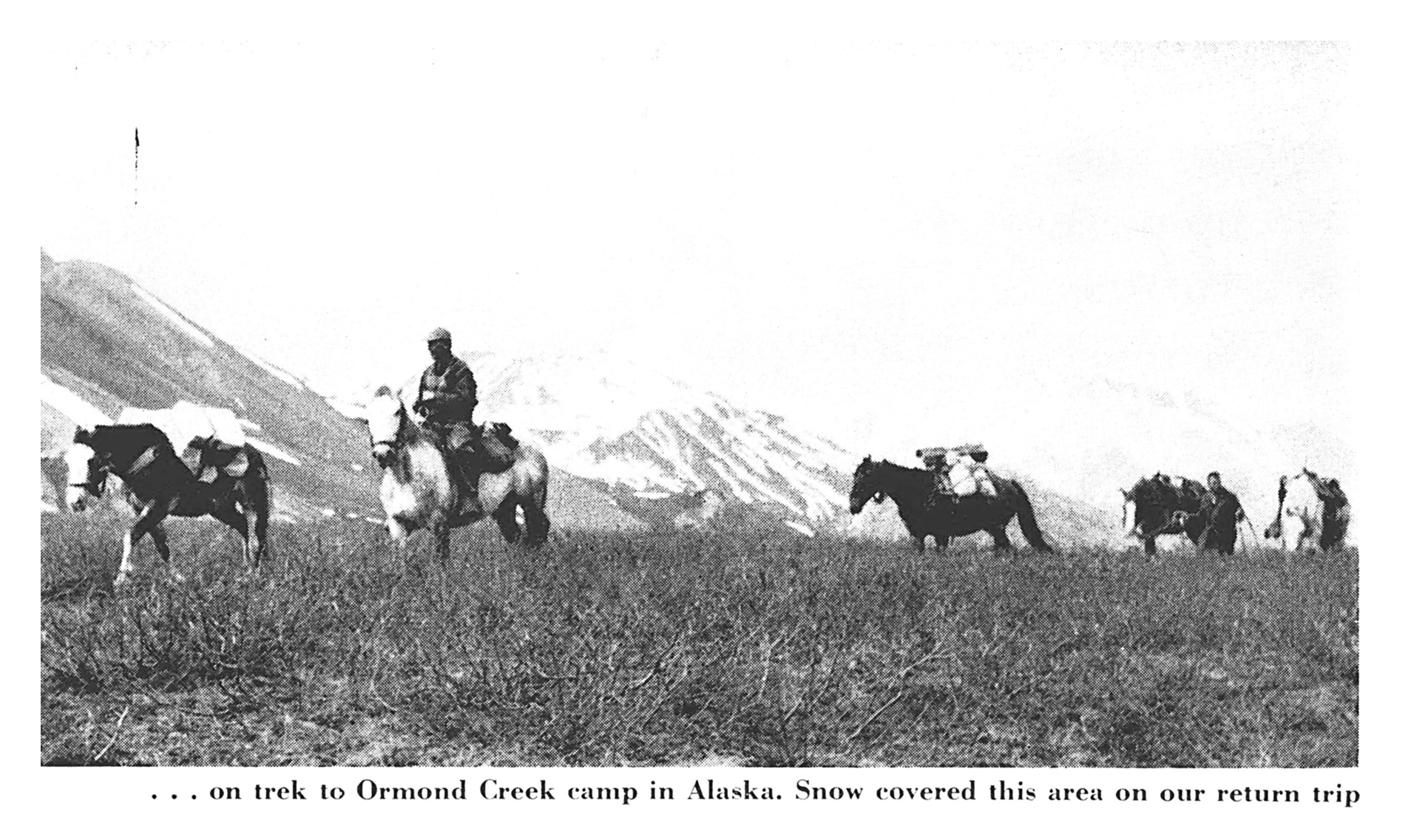 A black and white vintage photo of a packtrain.