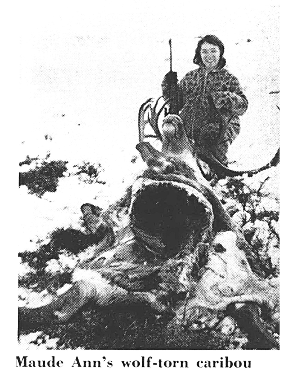 A black and white vintage photo of a woman in a camo suit with a caribou that was eaten by wolves.