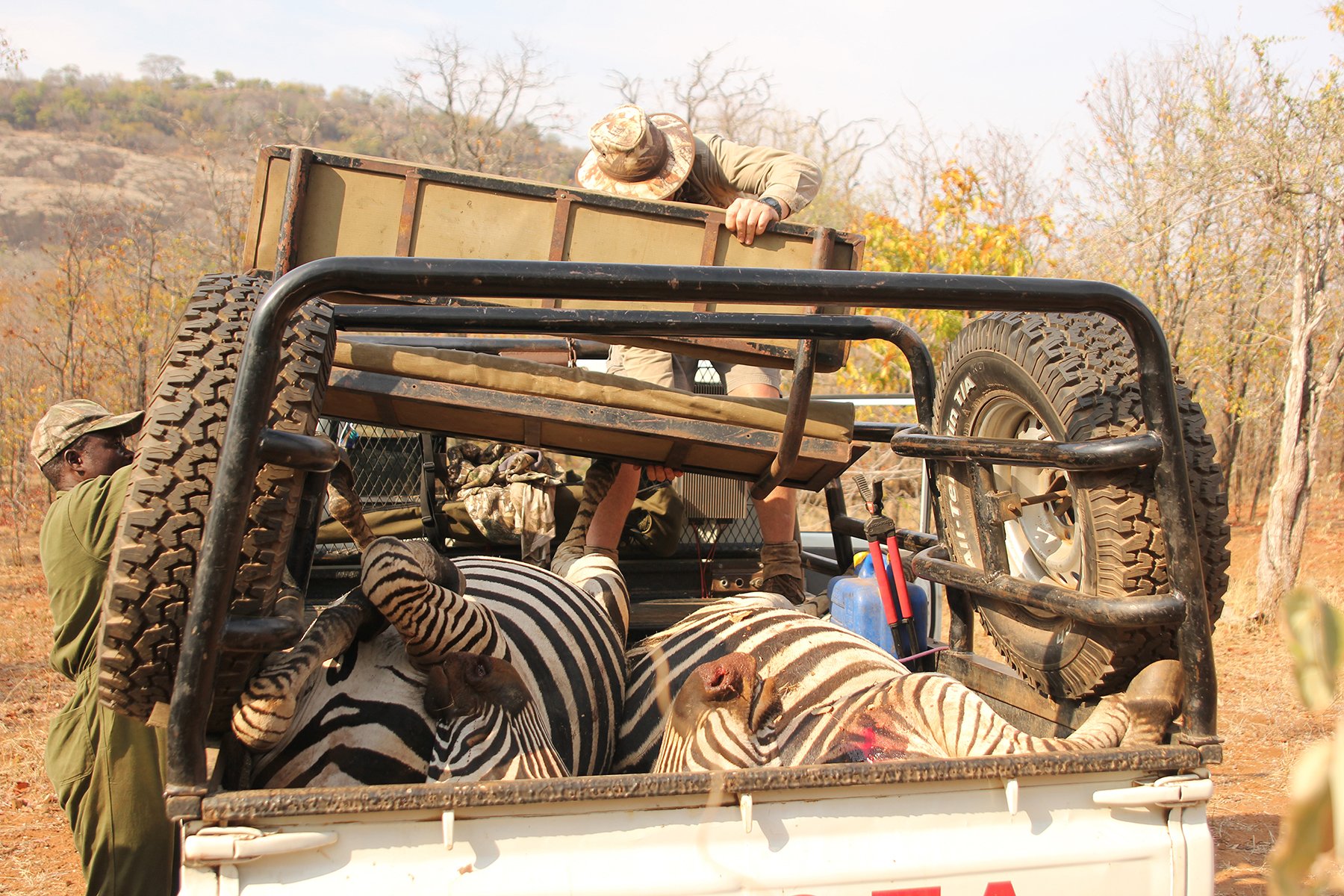africa zebra