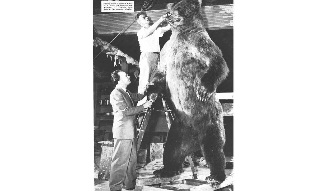 Museum Curators from Los Angeles Shot the Biggest Bear in the World Museum Curators from Los Angeles Shot the Biggest Bear in the World