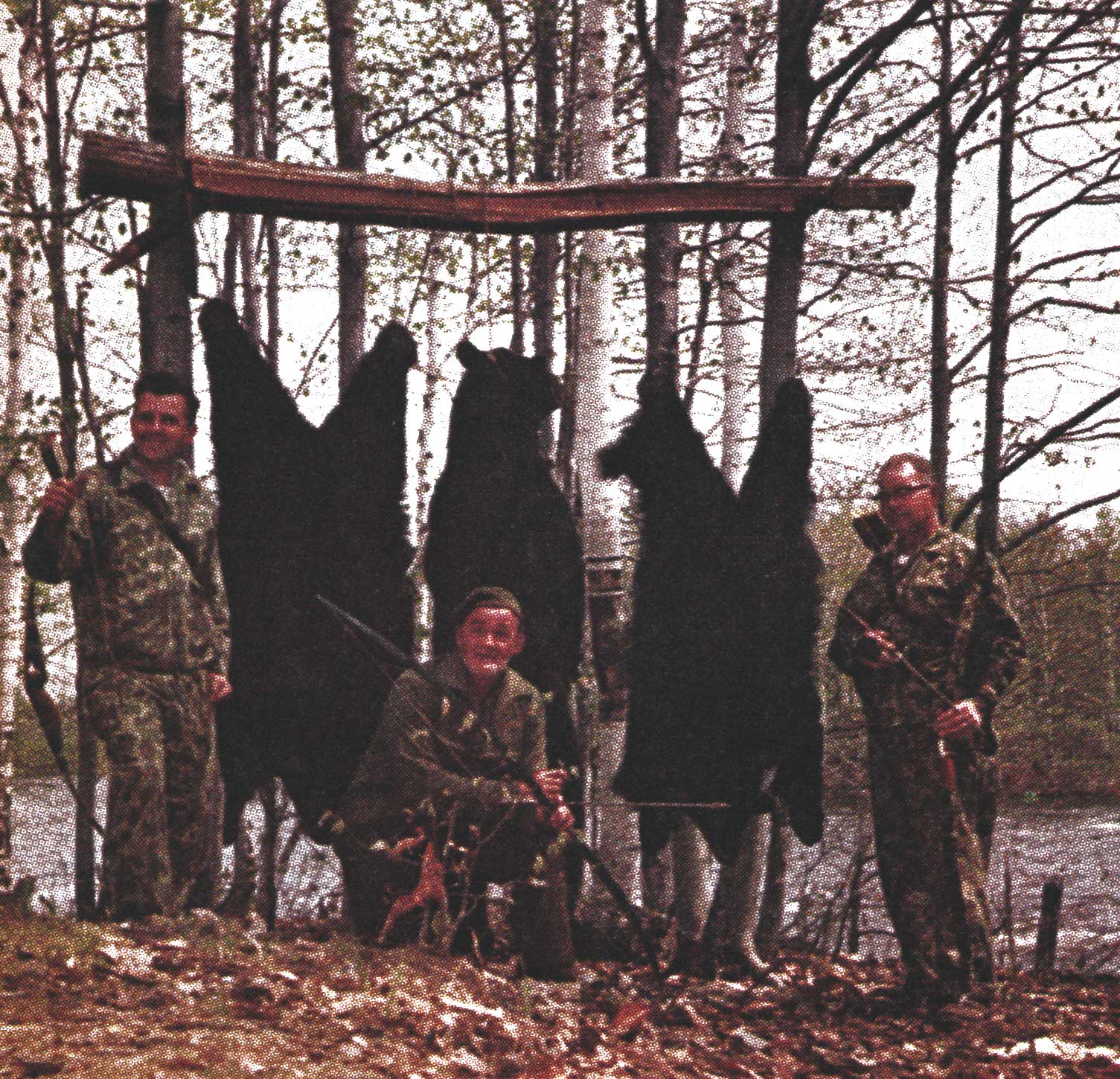 maine bear
