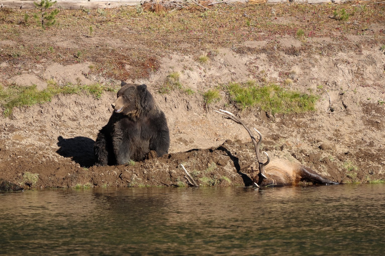 A grizzly bear guards a bull elk carcass.