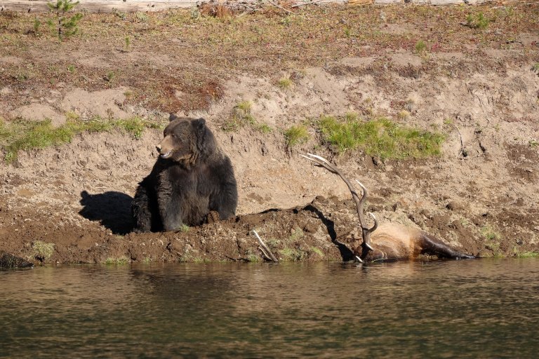 A grizzly bear guards a bull elk carcass.