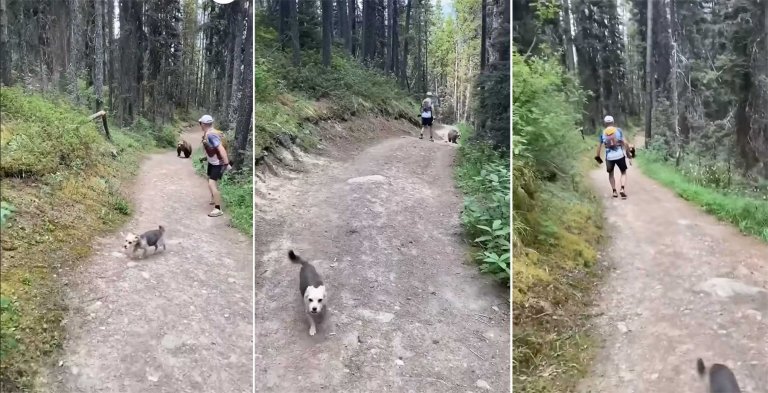 bear encounter causes fine