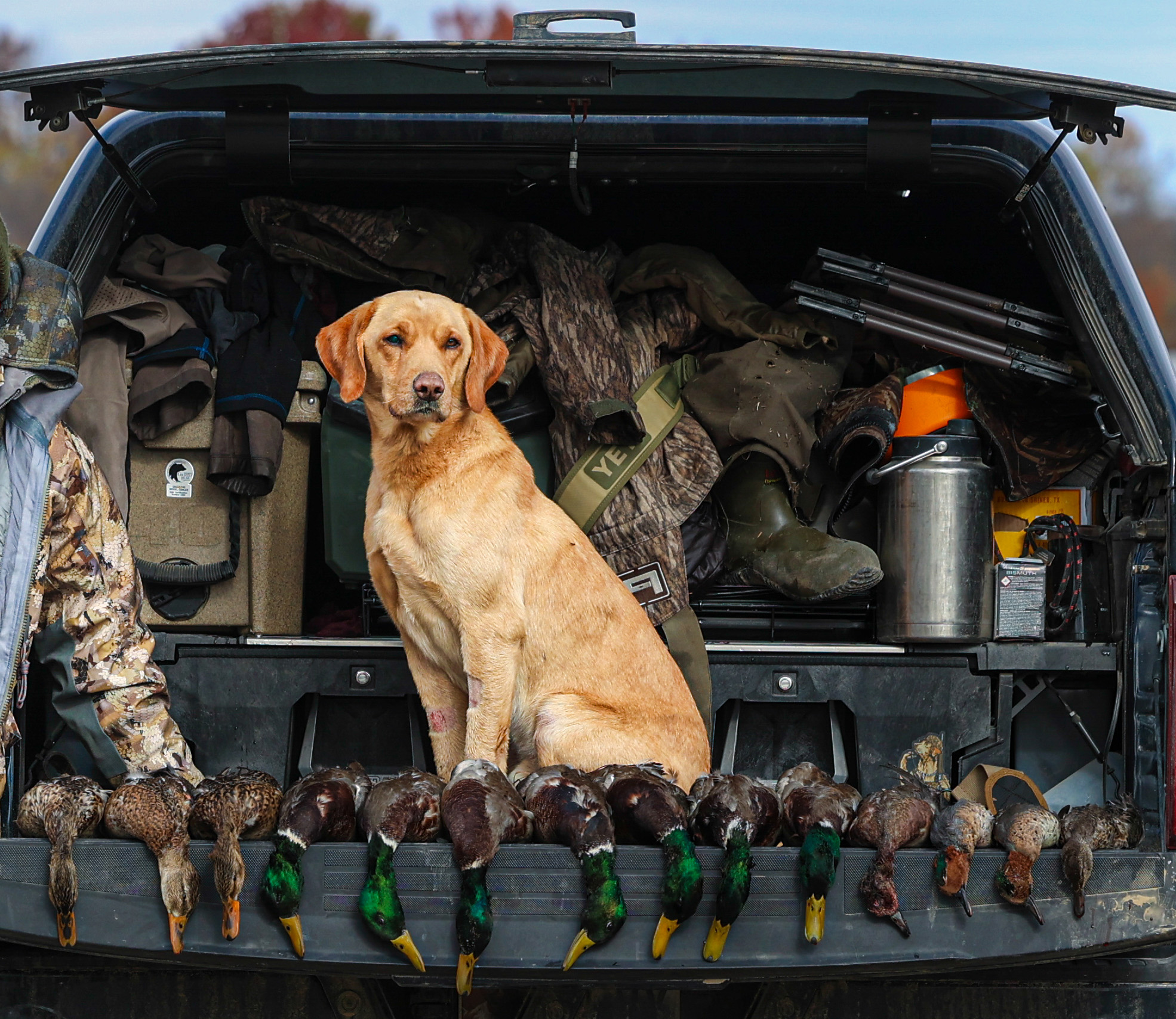 A British Lab on a tailgate with a bunch of ducks.