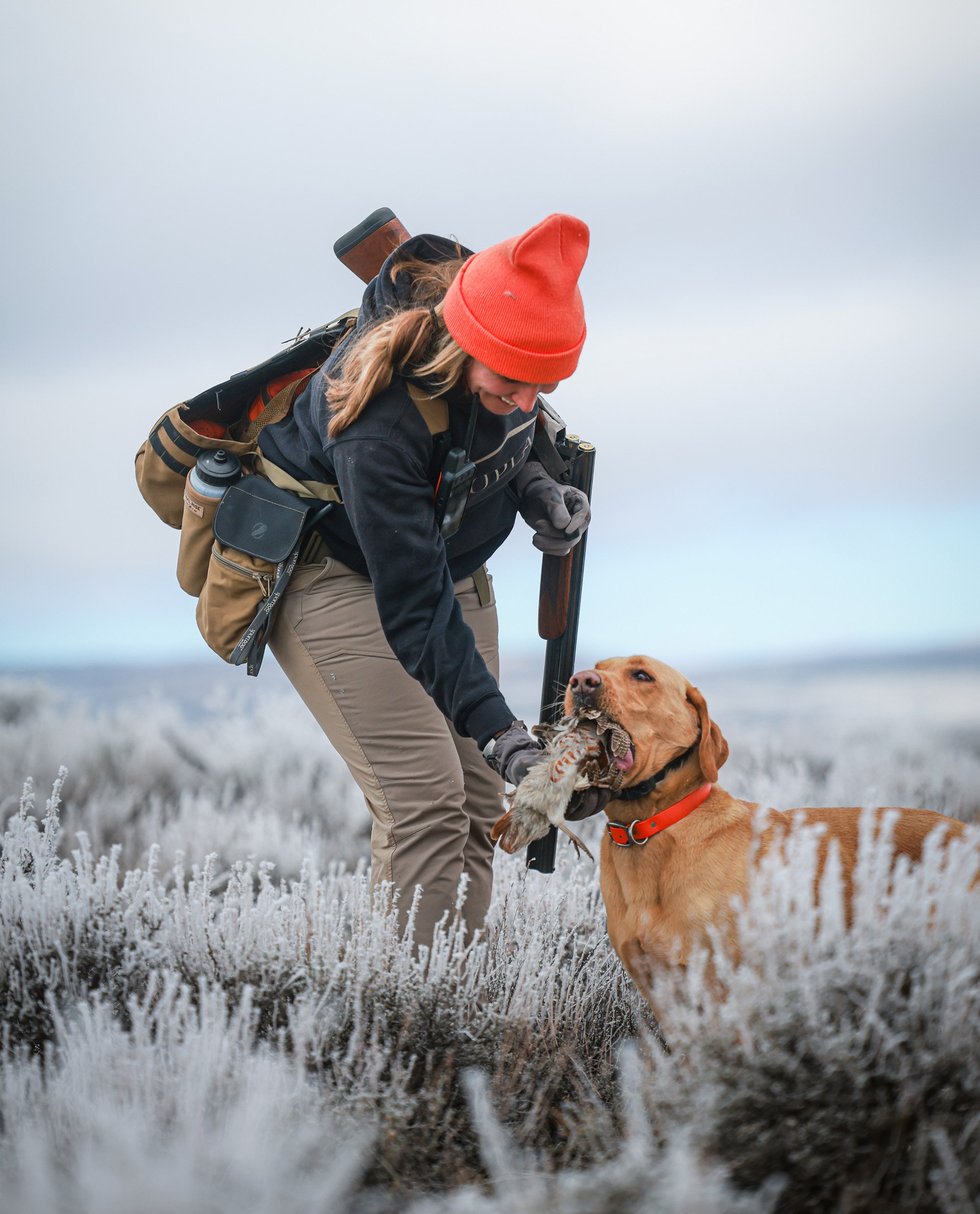 A british lab retrieves a wild hun to hand.