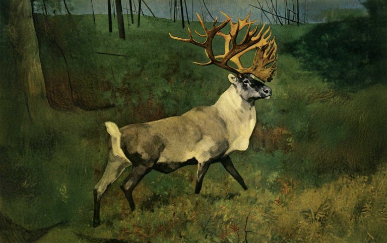 caribou hunting