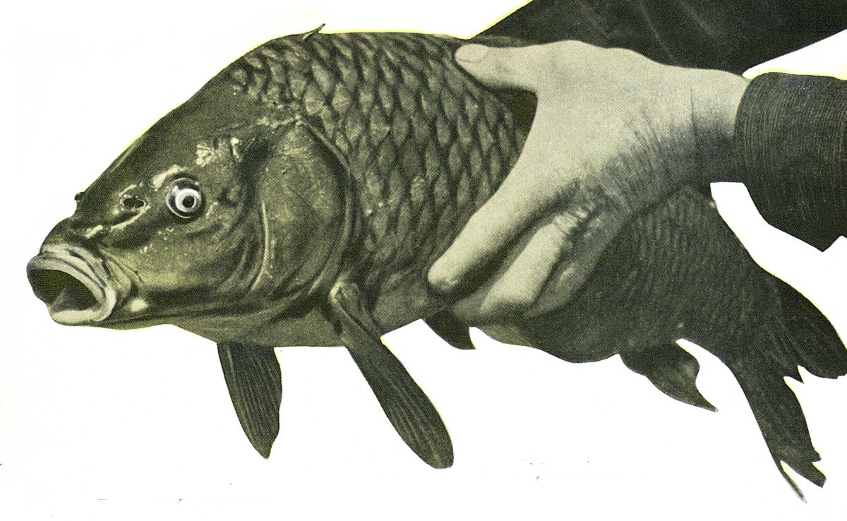 Pound for Pound, Carp Are the Best Fighters in the Fishing World Pound for Pound, Carp Are the Best Fighters in the Fishing World