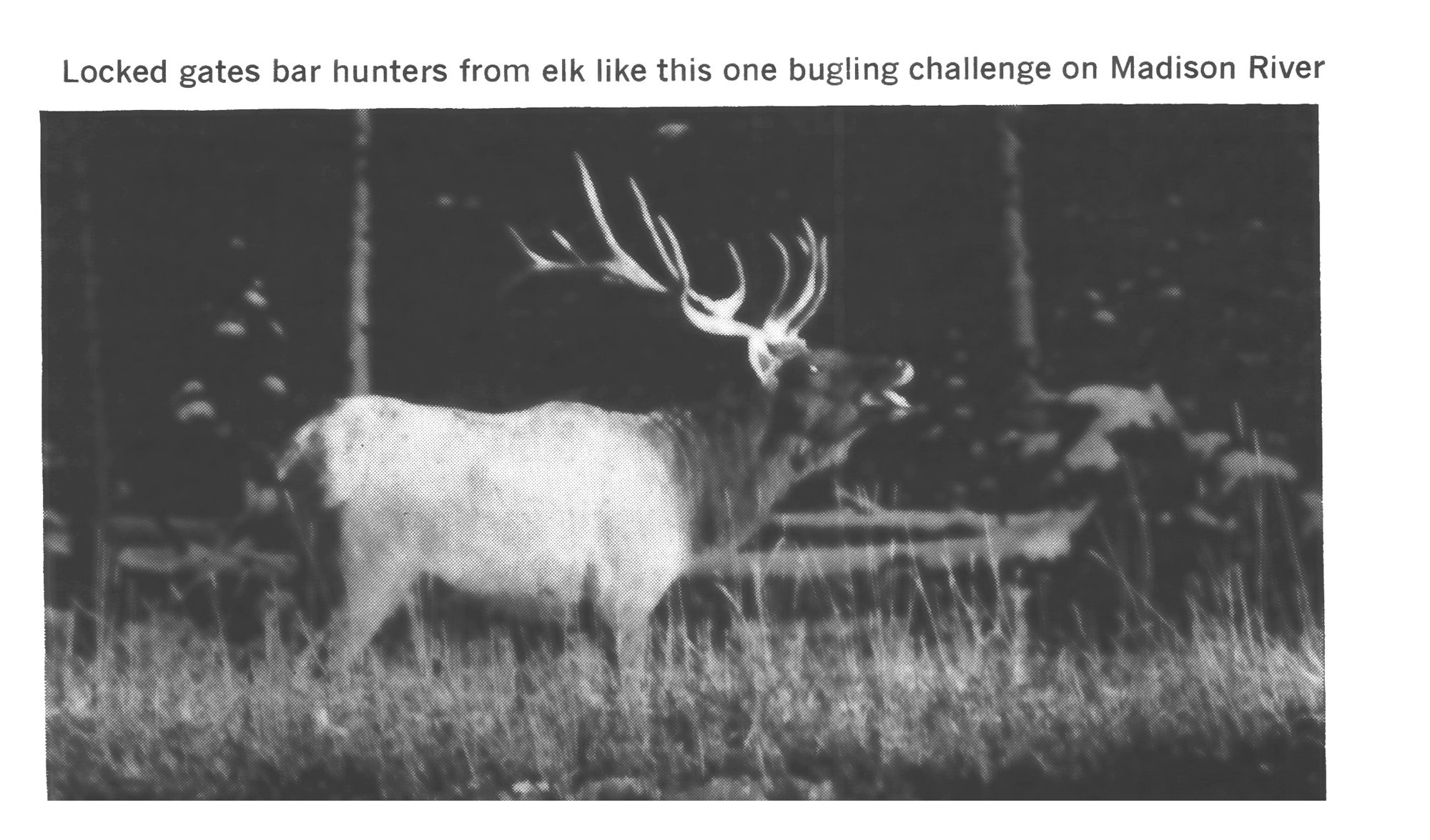 Black-and-white photo of a bull elk with large antlers bugling in a grassy meadow at the edge of the forest.