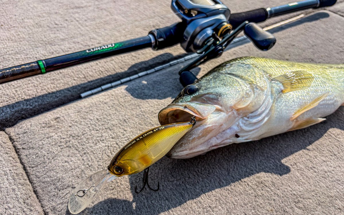 A bass the author caught on a deep diving crankbait