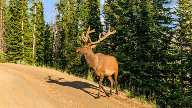 A bull elk near a logging road.