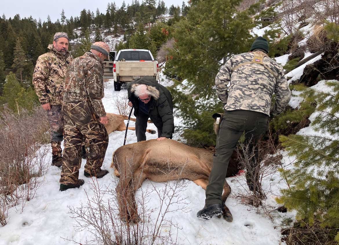 elk hunting