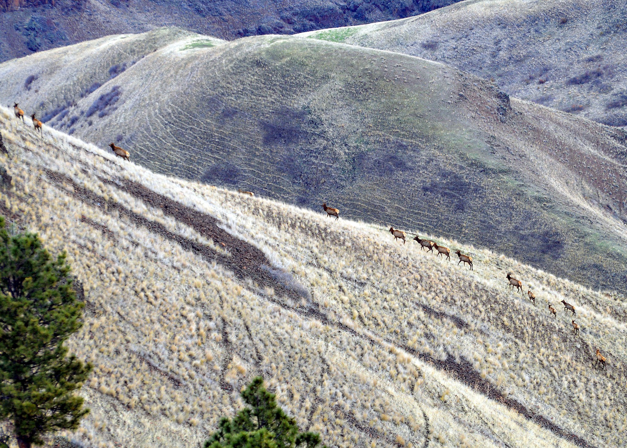 Elk in Oregon
