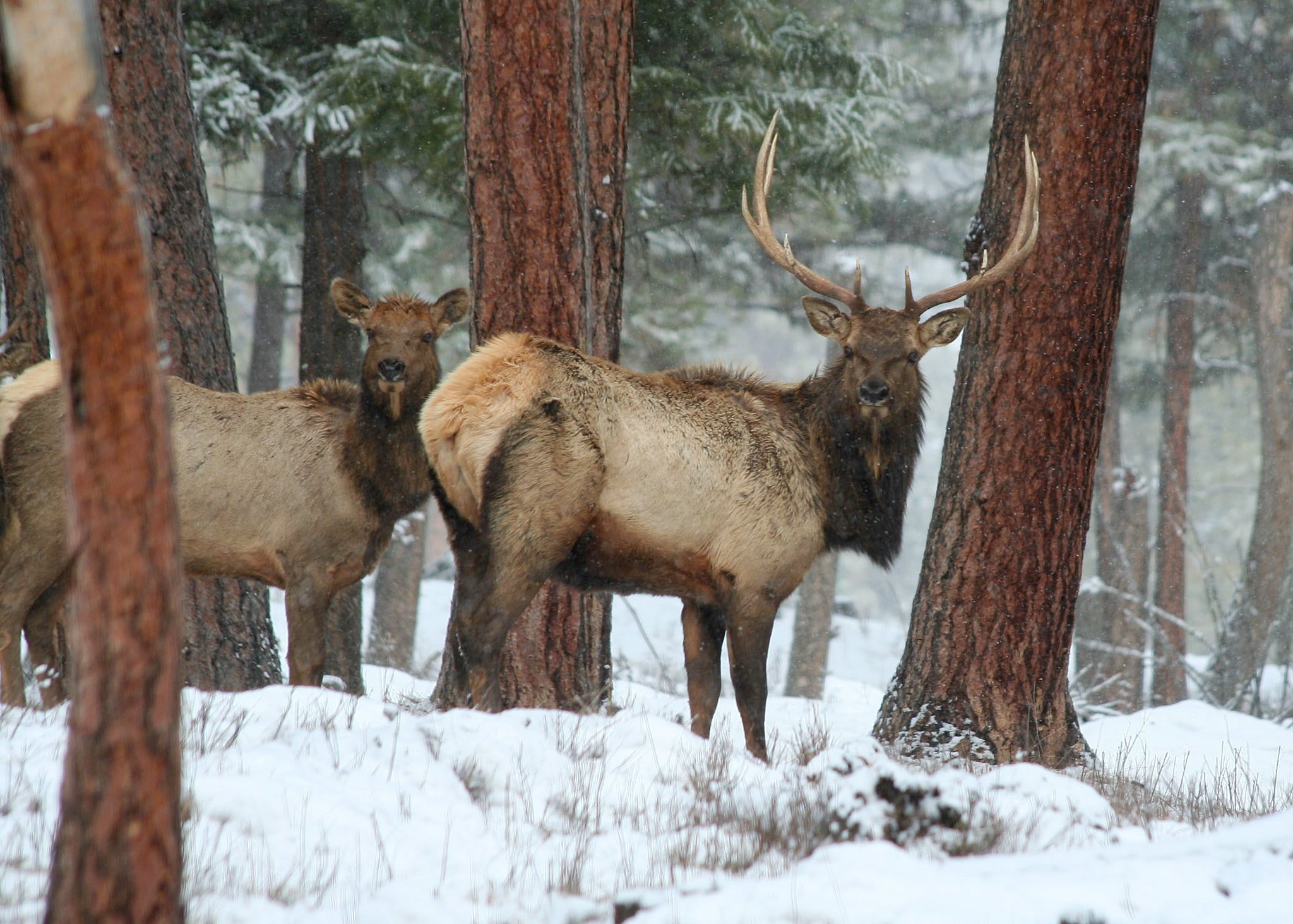 Rocky mountain elk in oregon