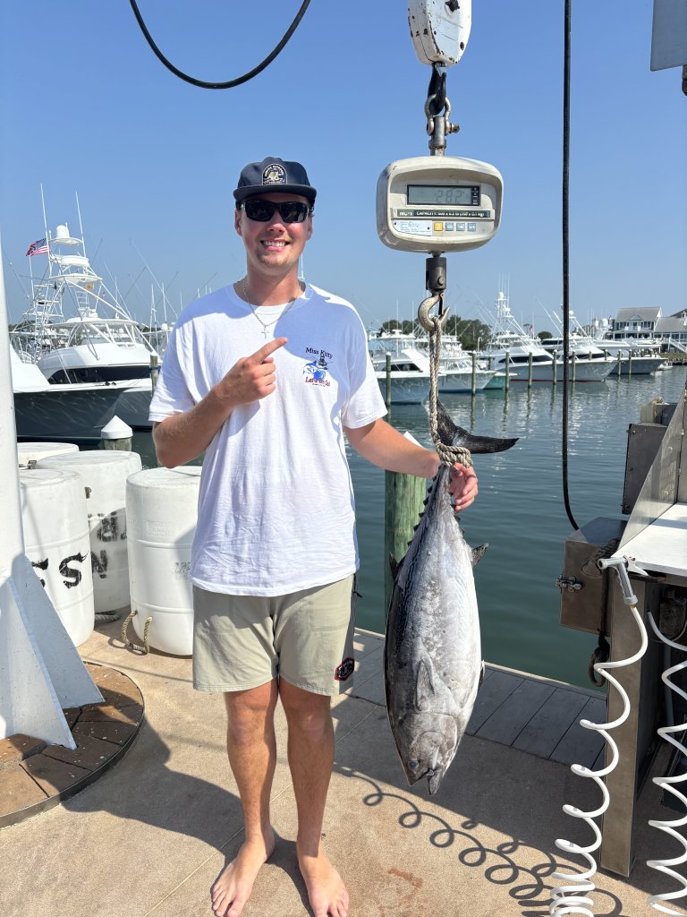 false albacore
