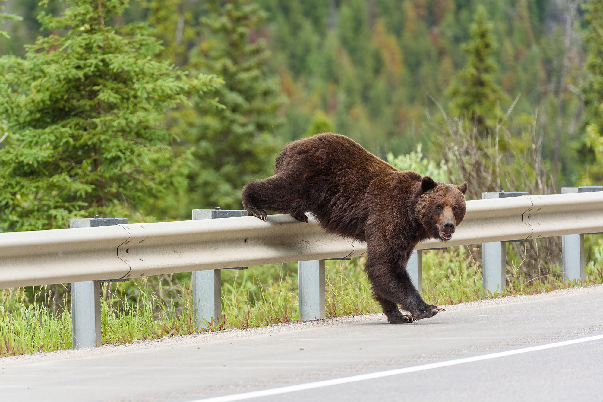 A grizzly bear climbs over a highway guard rail and enters the highway. The animal has its front paws on the roadway and its back legs on the barrier.