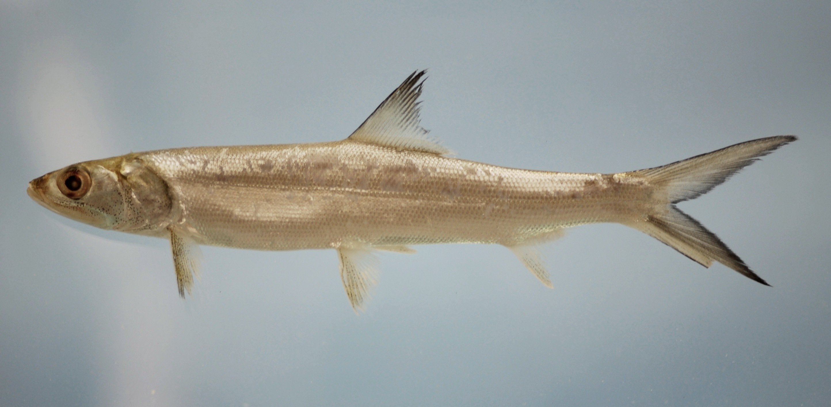 lady fish