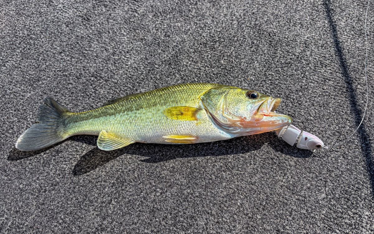 A largemouth bass the author caught using a BFS swimbait.