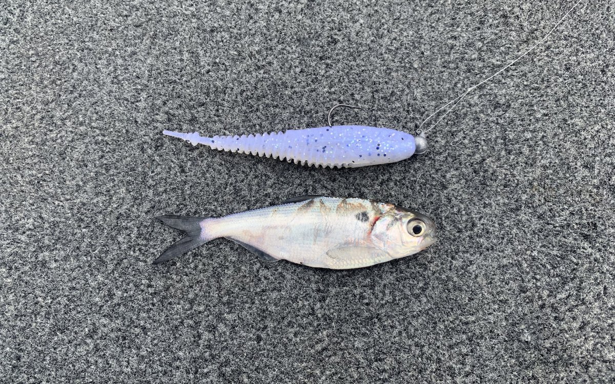 An image showing a baitfish and the author's bait lying side by side