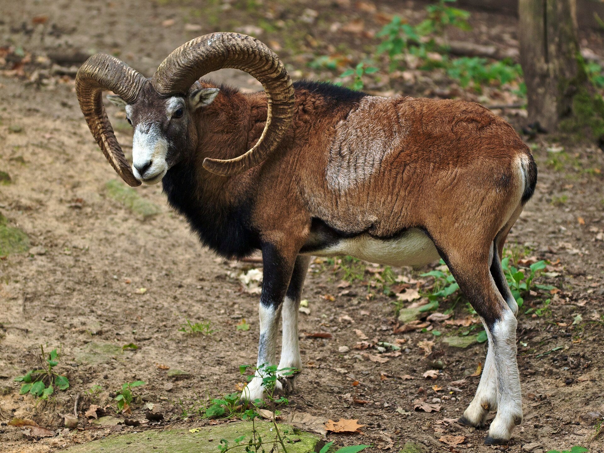 mouflon sheep