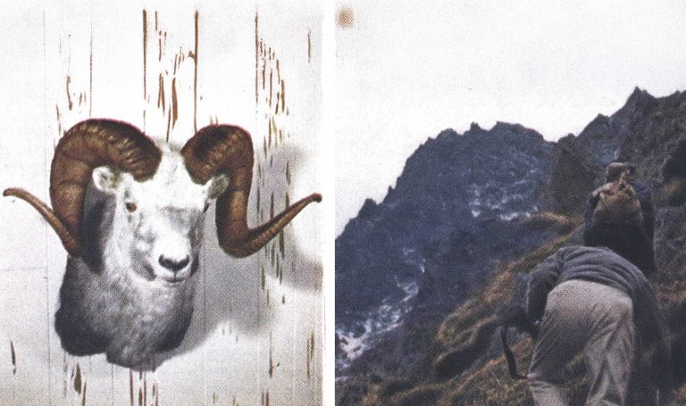 sheep hunting ice mountain