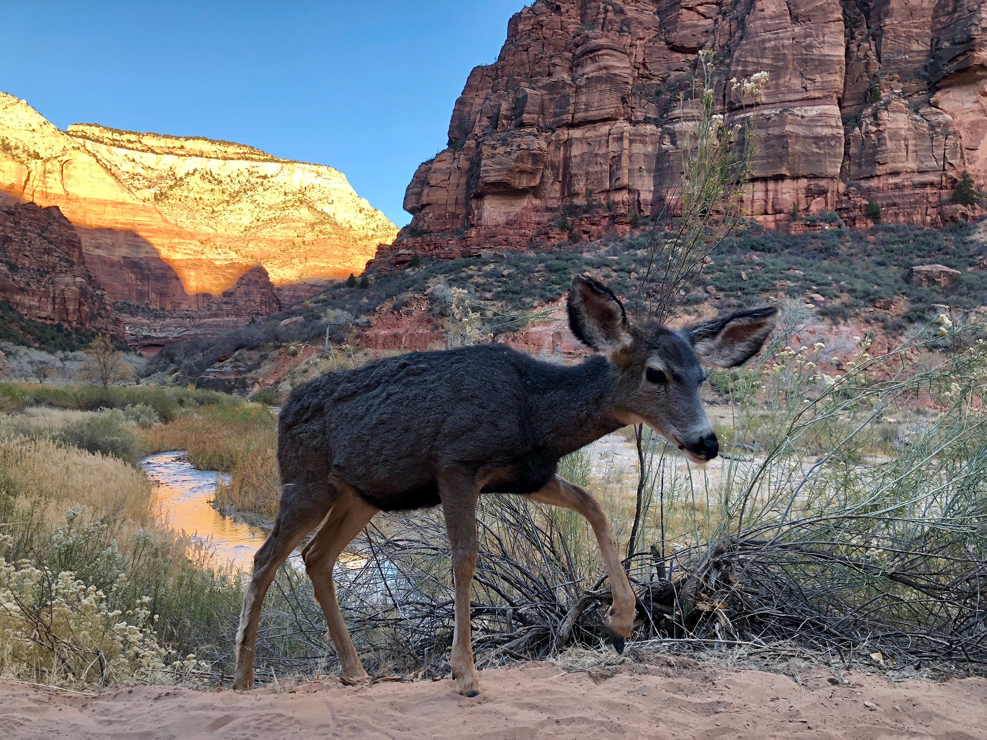 Deer emerges from brush in surrounded by beautiful red, yellow, orange, green canyons and rock formations