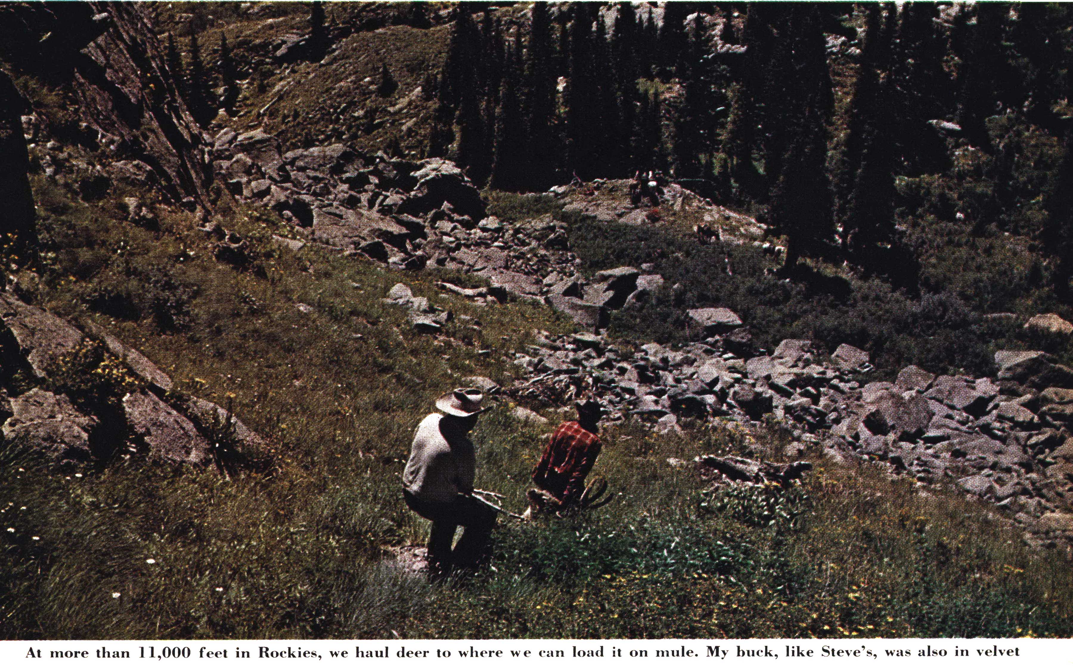 mule deer hunting