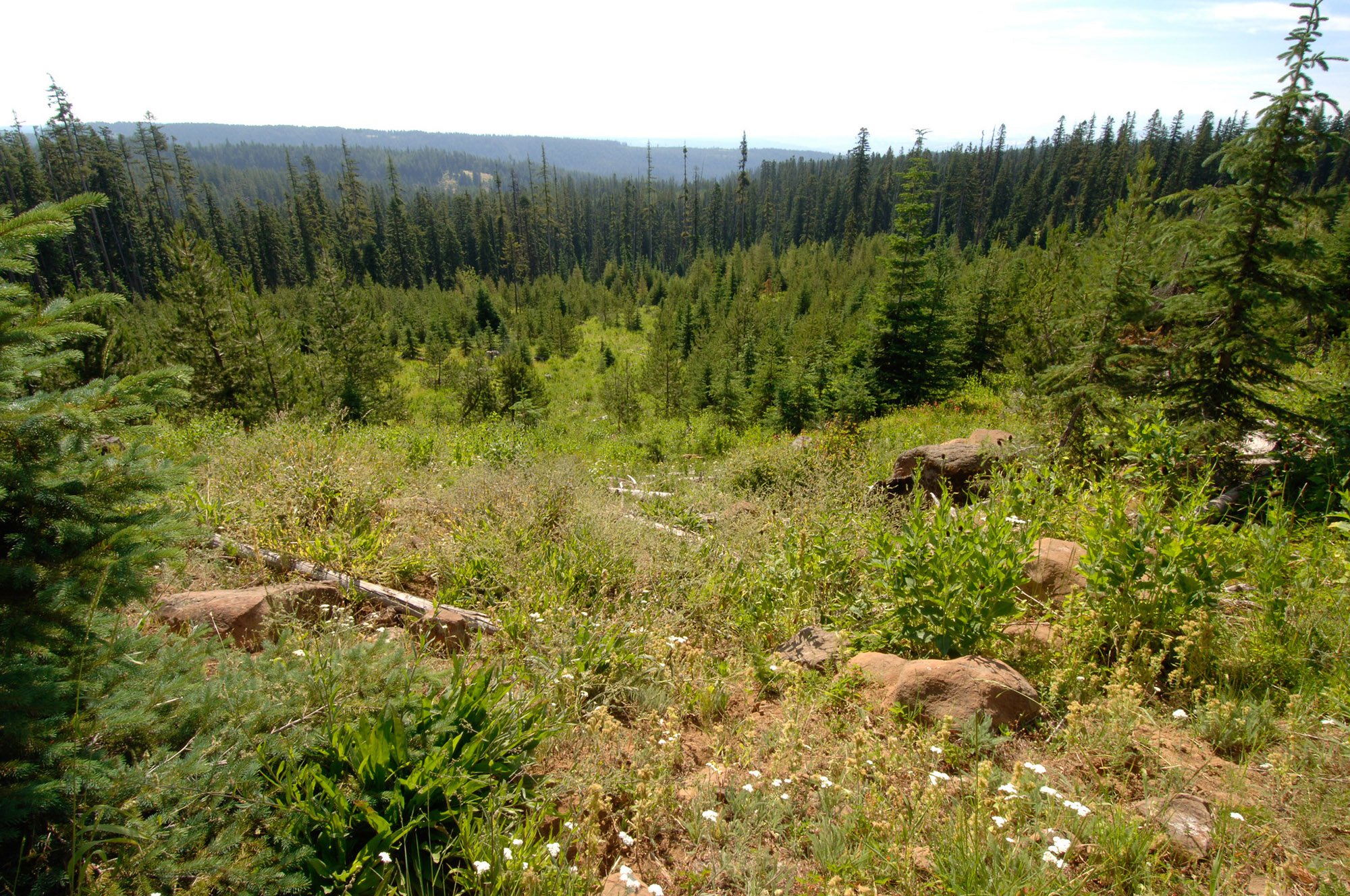 A mountain clearing with timber in the background.