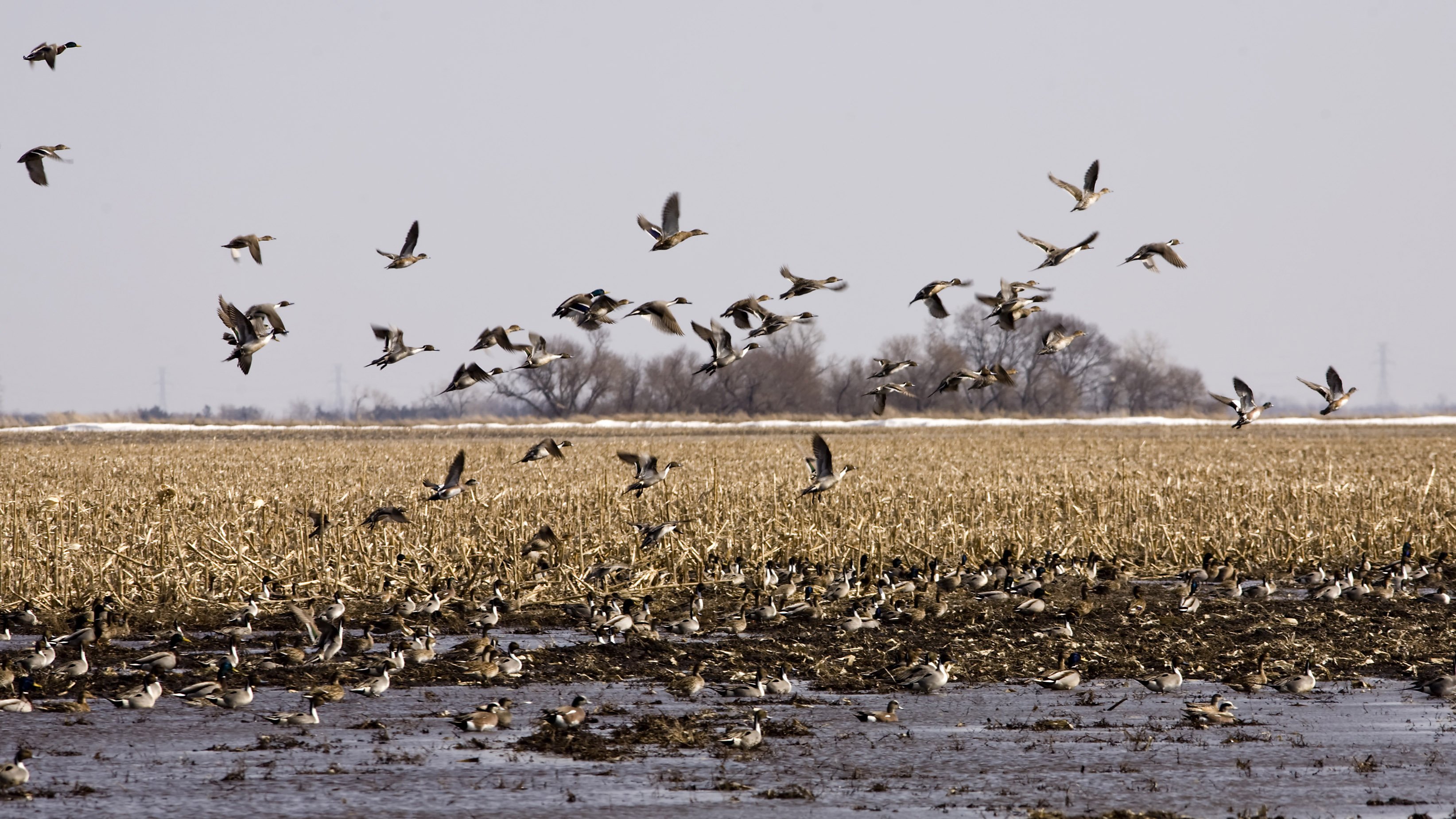 Pintail and Mallard Ducks gather on a south Dakota pothole during the Spring Migration