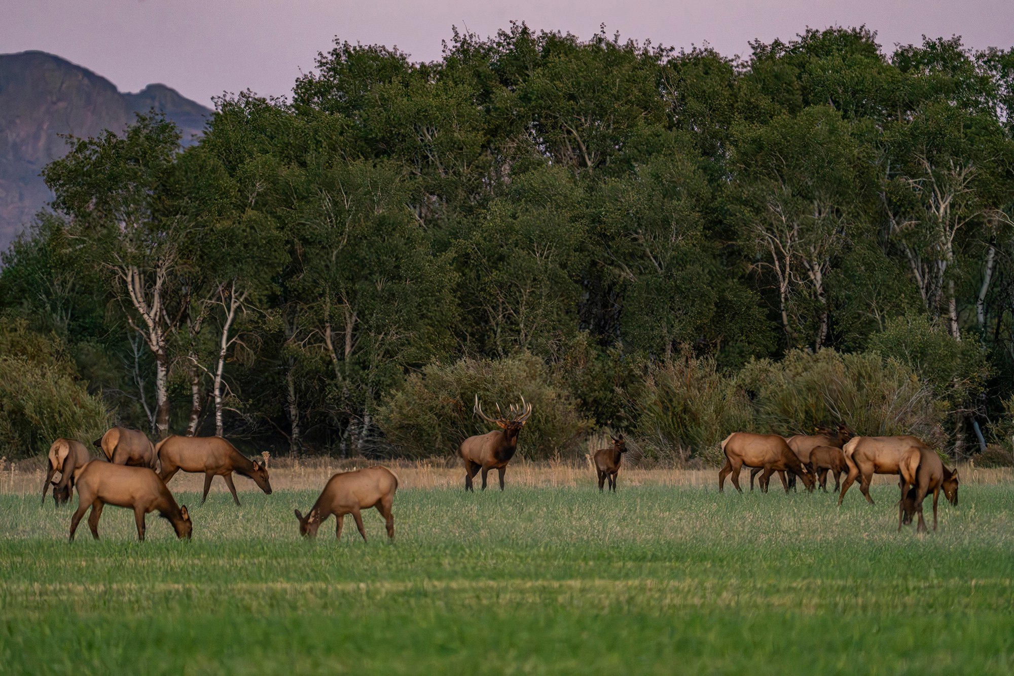 USA, Idaho, Bellevue, Elk herd grazing in grassy field at sunset