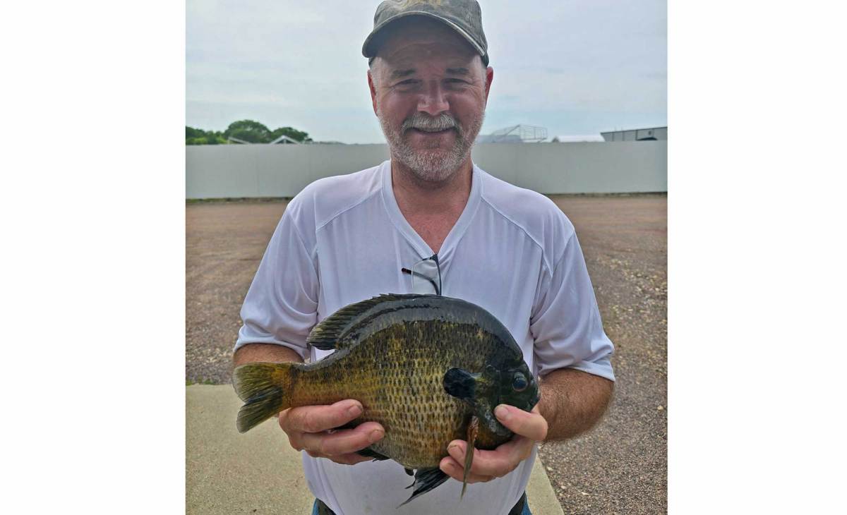 Giant Bluegill Breaks Minnesota State Record. It’s the Second Time This Lake Has Produced a Record Panfish This Year Giant Bluegill Breaks Minnesota State Record. It’s the Second Time This Lake Has Produced a Record Panfish This Year